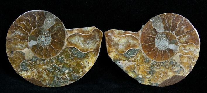 / Inch Polished Ammonite (Pair) #1977